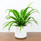 Bird's Nest Fern